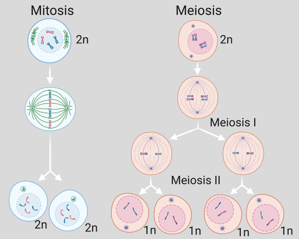 Chromosomes In Mitosis 0366